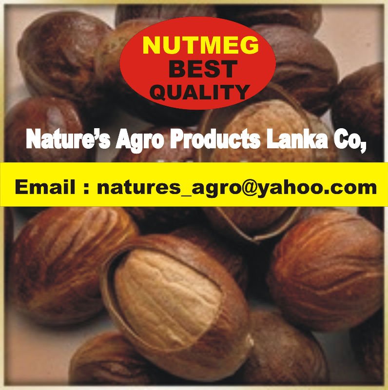 Best Quality NUTMEG from Sri Lanka
