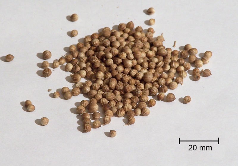 coriander seeds