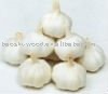 Jiangsu Snow White Garlic of all Size