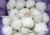 Chines Snow White Garlic of all Size