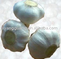 jinxiang  snow   garlic 