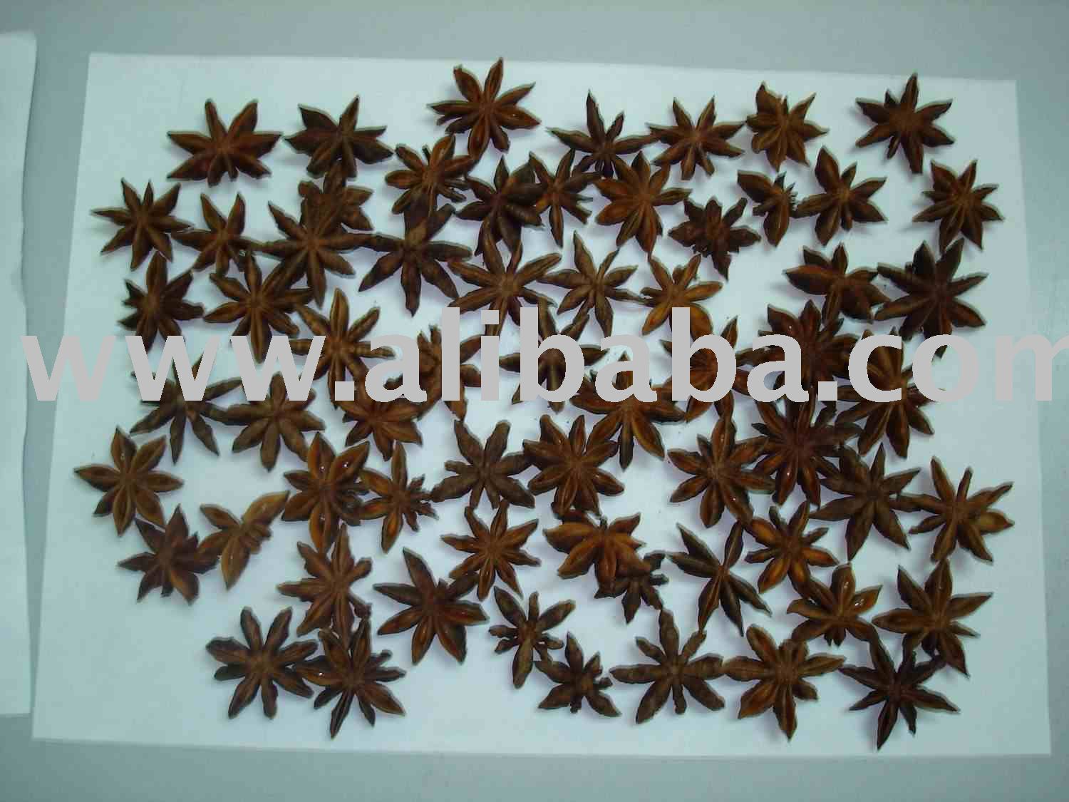 Star Aniseed