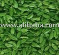 organic cardamom