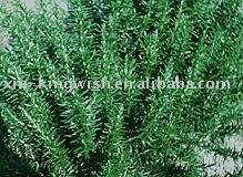 Water-Soluble Rosemary Extracts RAP03
