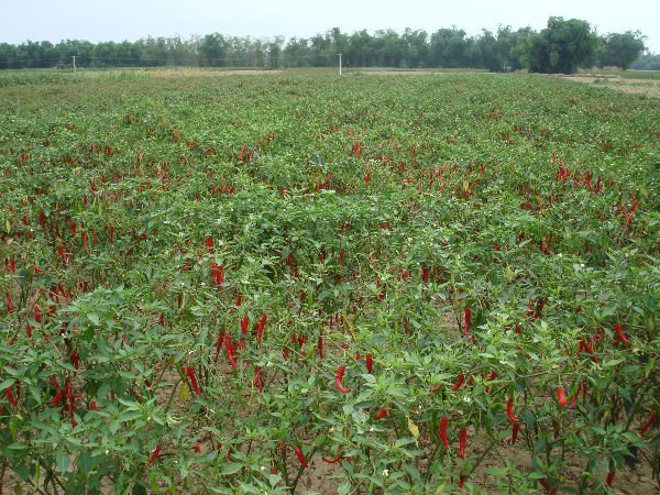 Export Hot Chilli