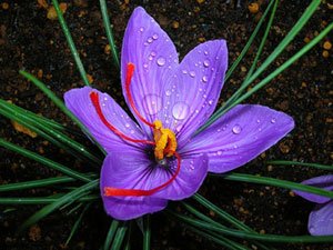 SAFFRON