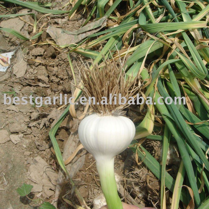 Pure White Garlic in New Crop