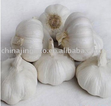 Normal Fresh Garlic 2010