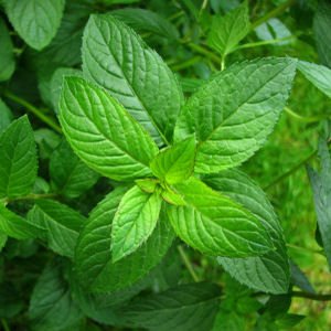 Hasil gambar untuk herba pepermin