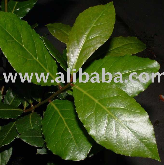 Bay Laurel Leaves