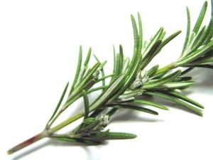  Organic   Rosemary  ( Fresh, dried,oil)