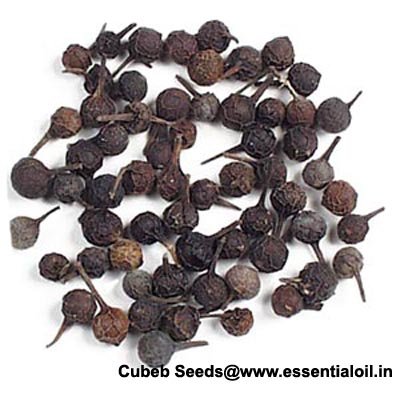 Indoensian cubeb