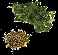 Organic Oregano ( Fresh, dried,oil)