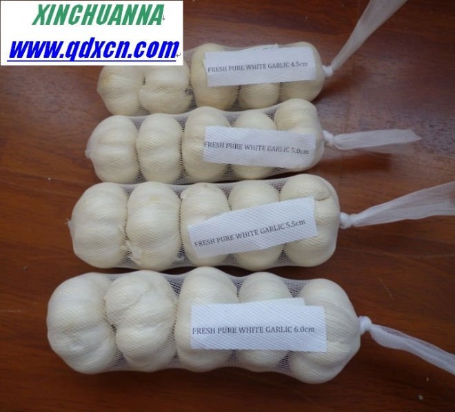 snow white fresh  garlic