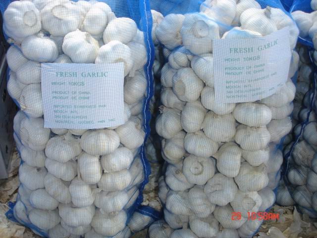  Garlic  in  10KG  carton/ 10kg   mesh   bag  / 20kg   mesh   bag 