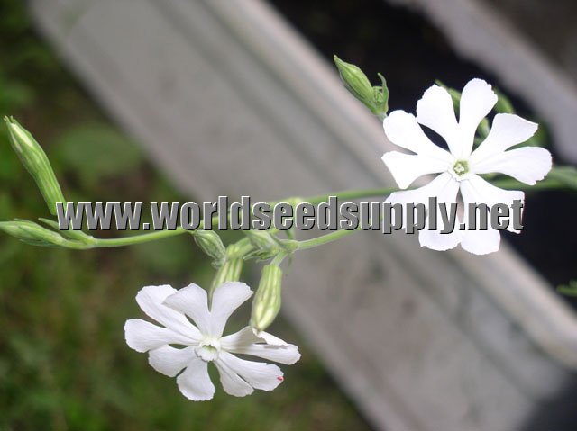 Silene Capensis (Xhosa Dream  Herb )  seeds 
