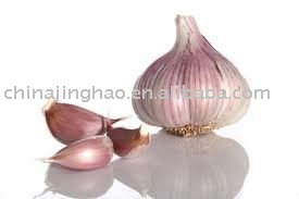 Shandong Fresh Garlic with Best Price