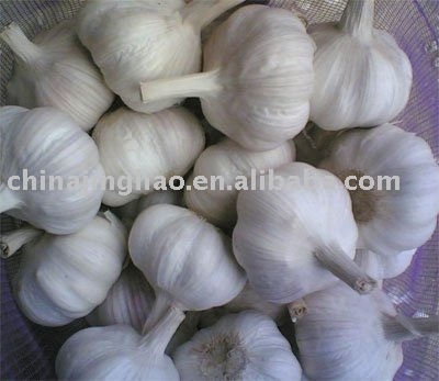  Normal   Fresh    Garlic 