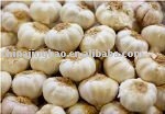 Shandong Normal Fresh Garlic