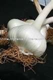 Shandong Freh  Garlic 2010 New Crop