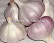 Super Fresh Garlic or Sales