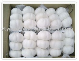 fresh garlic