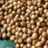  coriander 