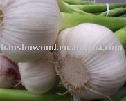 Qingshan 2010  fresh  Garlic