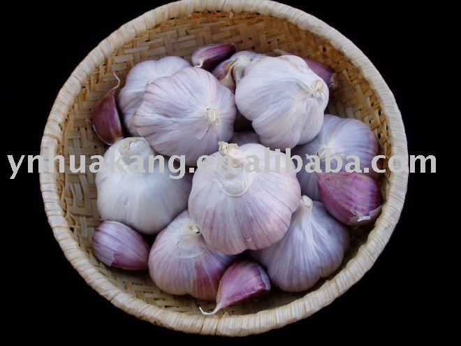 Purple Garlic