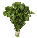 CORIANDER