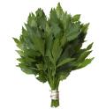  LOVAGE 