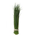 CHIVES