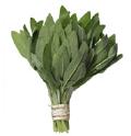 SAGE