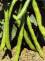 Extra-early purple seed Negreta
