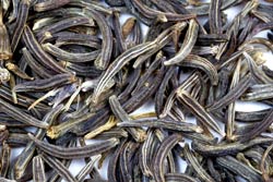 Cumin