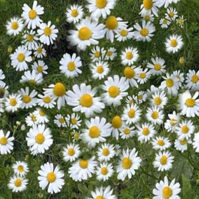  Chamomile   Herb s
