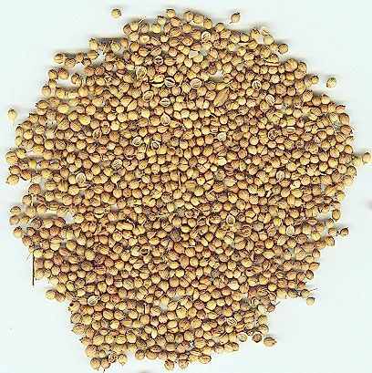 Cassia seed
