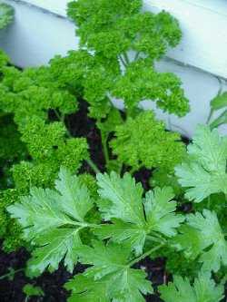 Parsley Spice