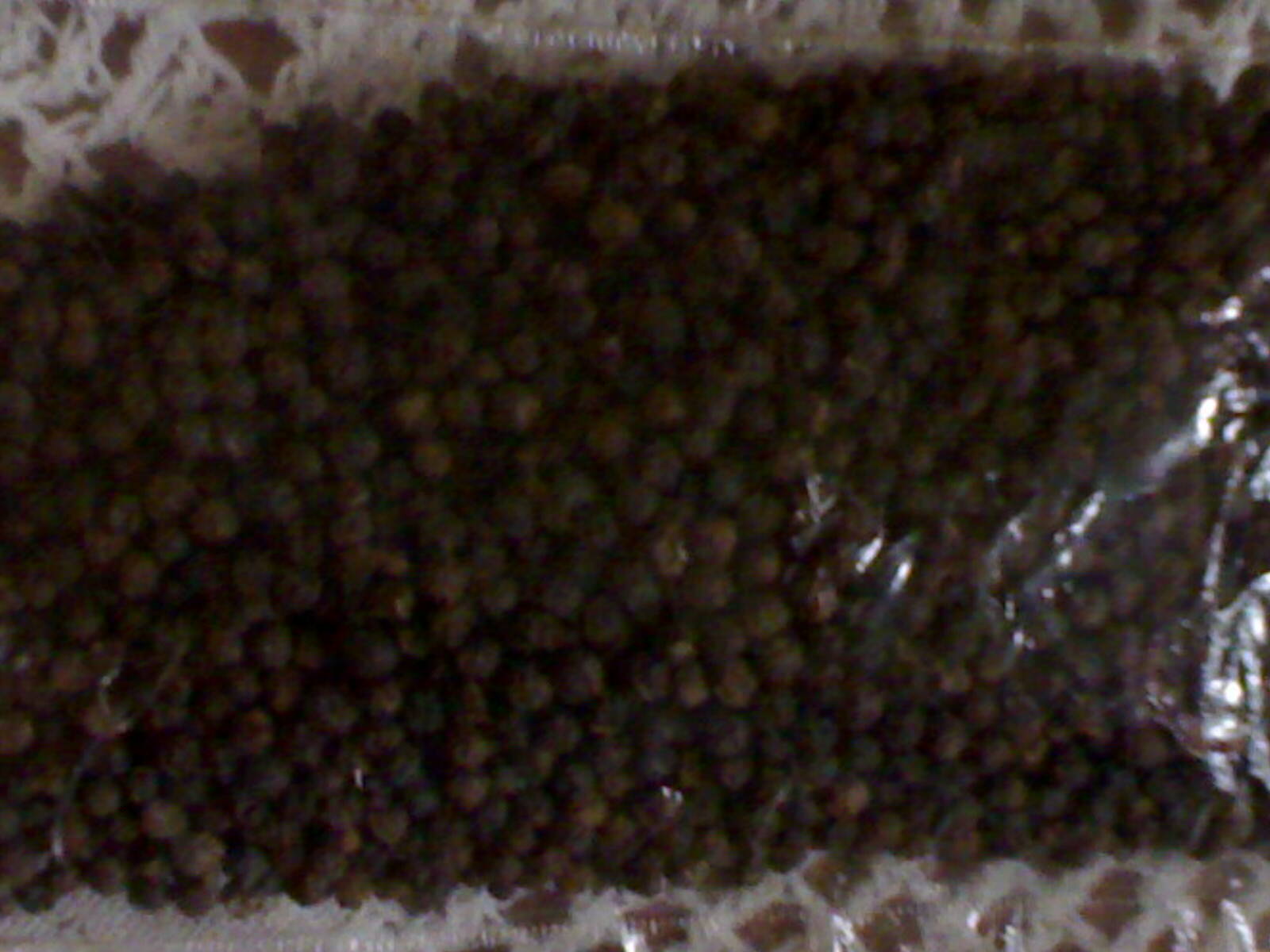 Pepper