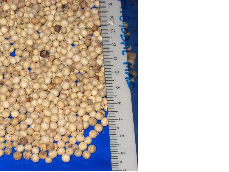 Double Wash White Pepper Indonesian ( makassar ) Origin