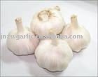 8 garlic   alho 