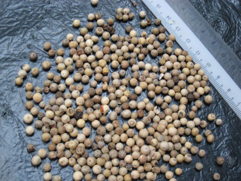 Standard Grade Indonesian (Makassar) White Pepper