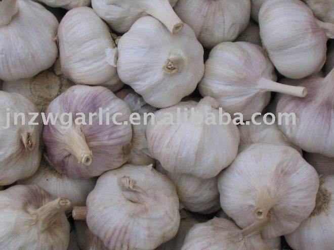 sell  60mm red  garlic  alho