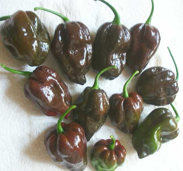 Chocolate Habanero Pepper  Capsicum  25  Seeds 