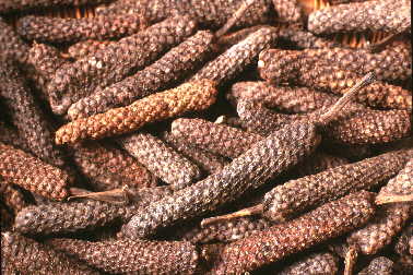 Long Pepper,Indonesia price supplier - 21food