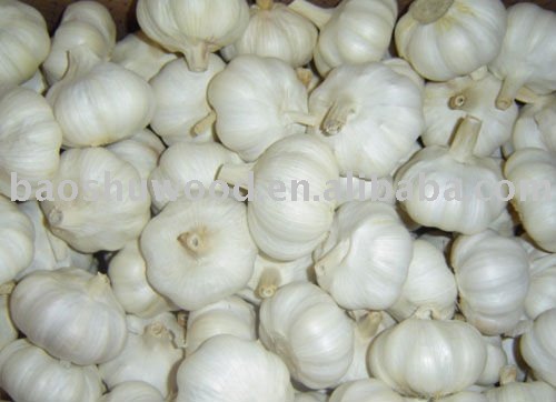 Qingshan 2010 fresh Garlic