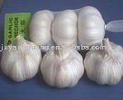jinxiang snow white  garlic