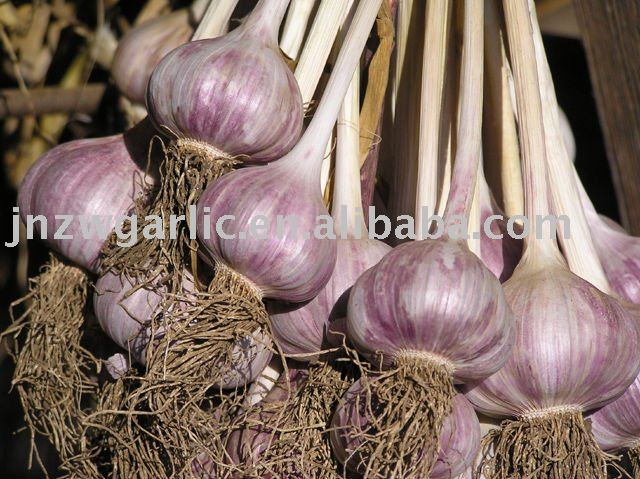 6.5cm good price white garlic alho