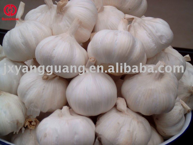 jinxiang  snow white   garlic