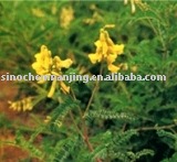  Gardenia  Extract
